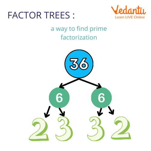 Factor Tree of 36