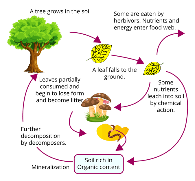 Decomposition cycle