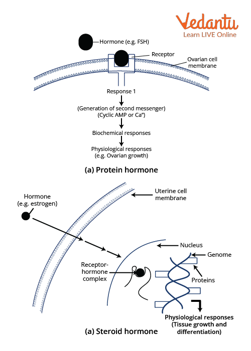 Diagrammatic representation of the mechanism of hormone action