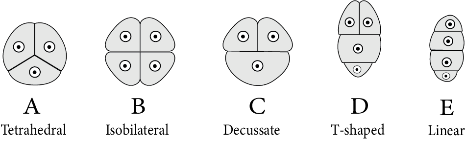 Types of Microspore tetrads
