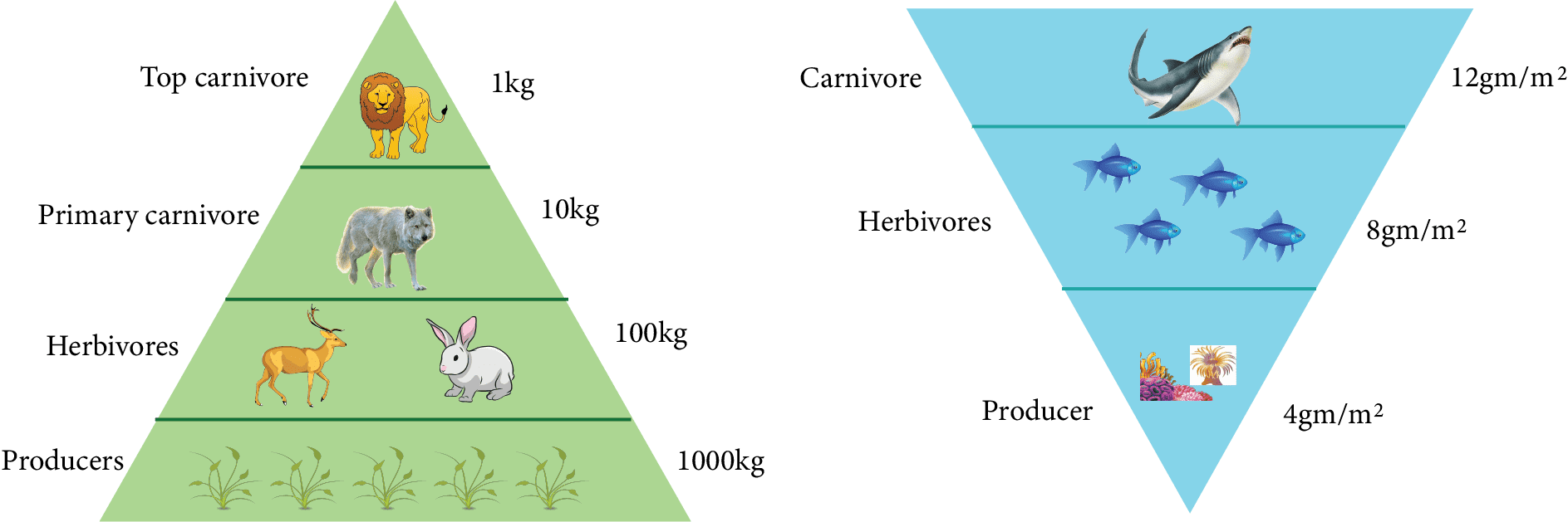 Upward (Left) and Inverted (Right) Pyramids of Biomass