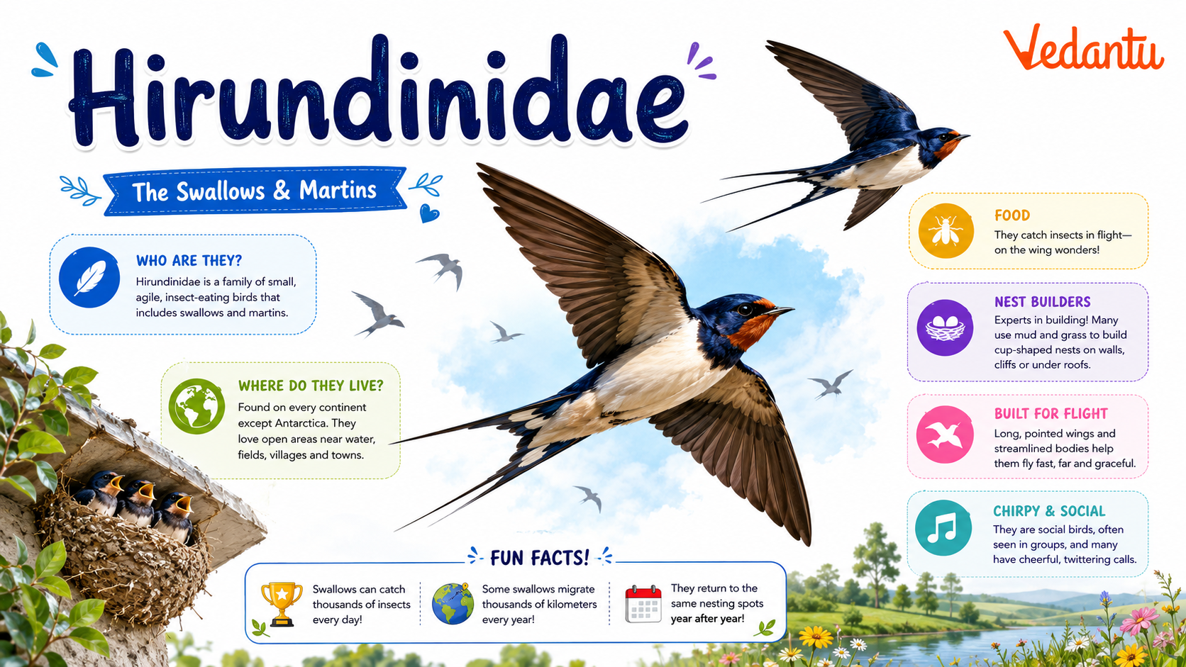 Hirundinidae swallow bird in flight