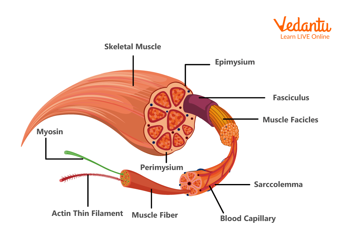 Diagram of Skeletal Muscle