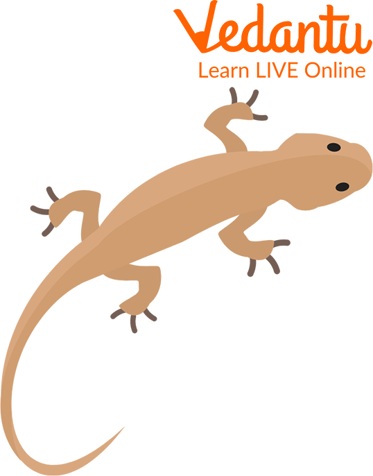 Fear of Lizards: Learn Definition, Facts & Symptoms
