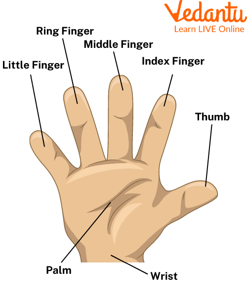 Parts of the hand palm