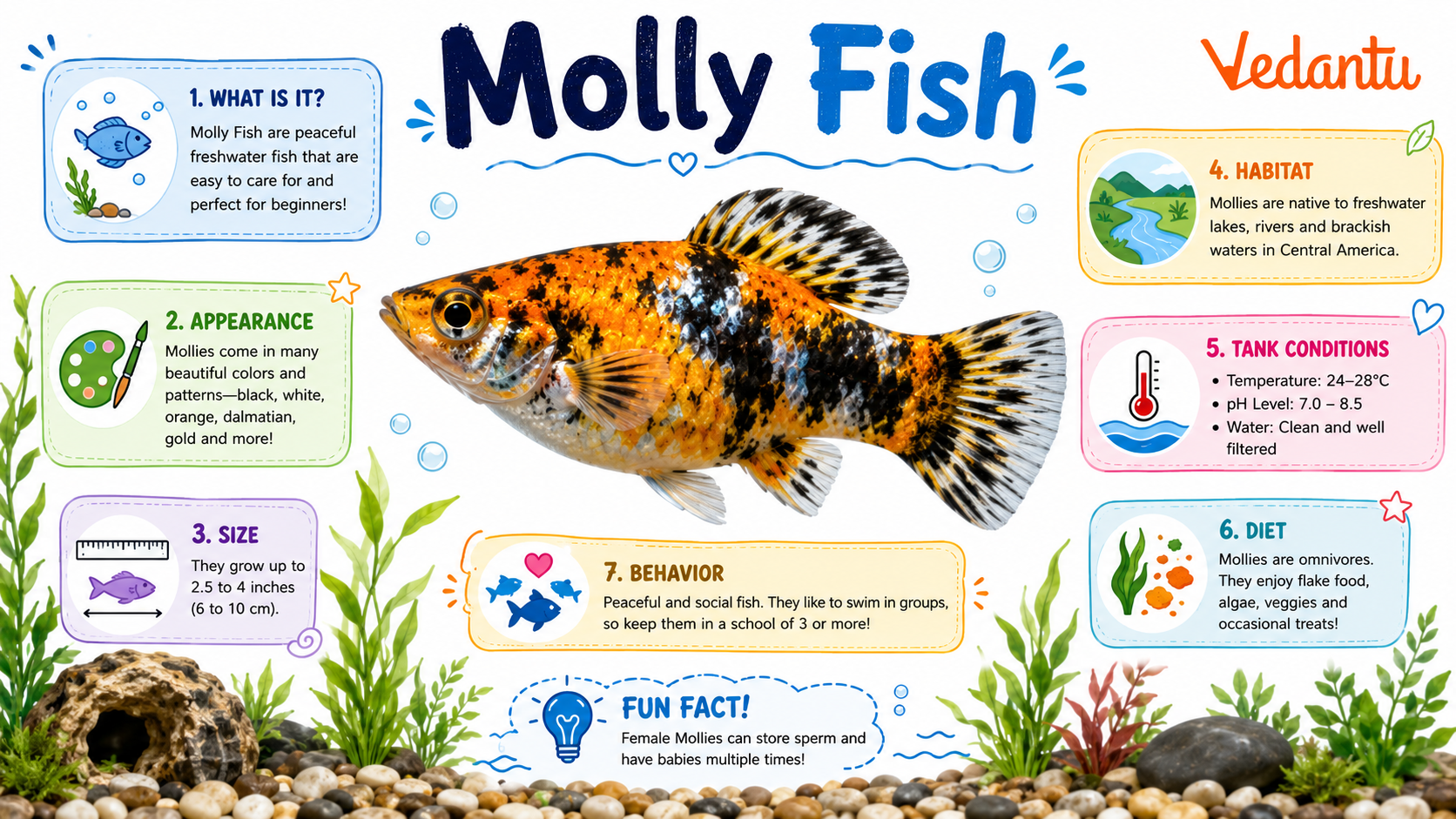 Molly Fish