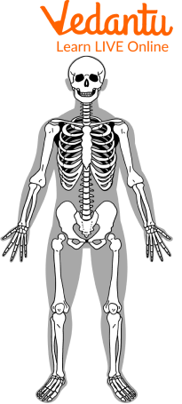 The Musco-skeletal System