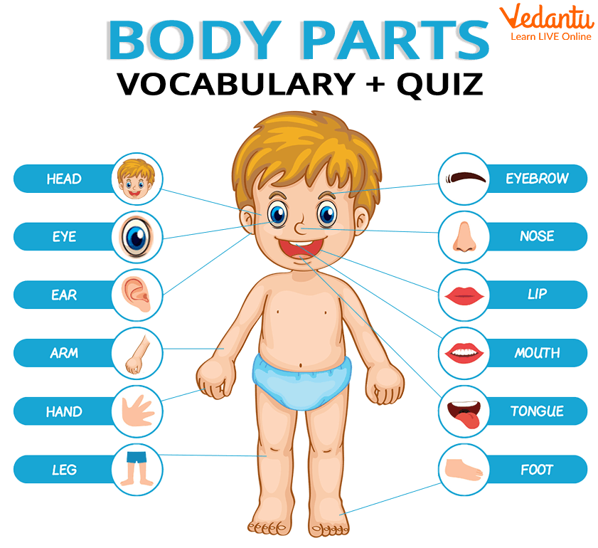 Different body parts labelled