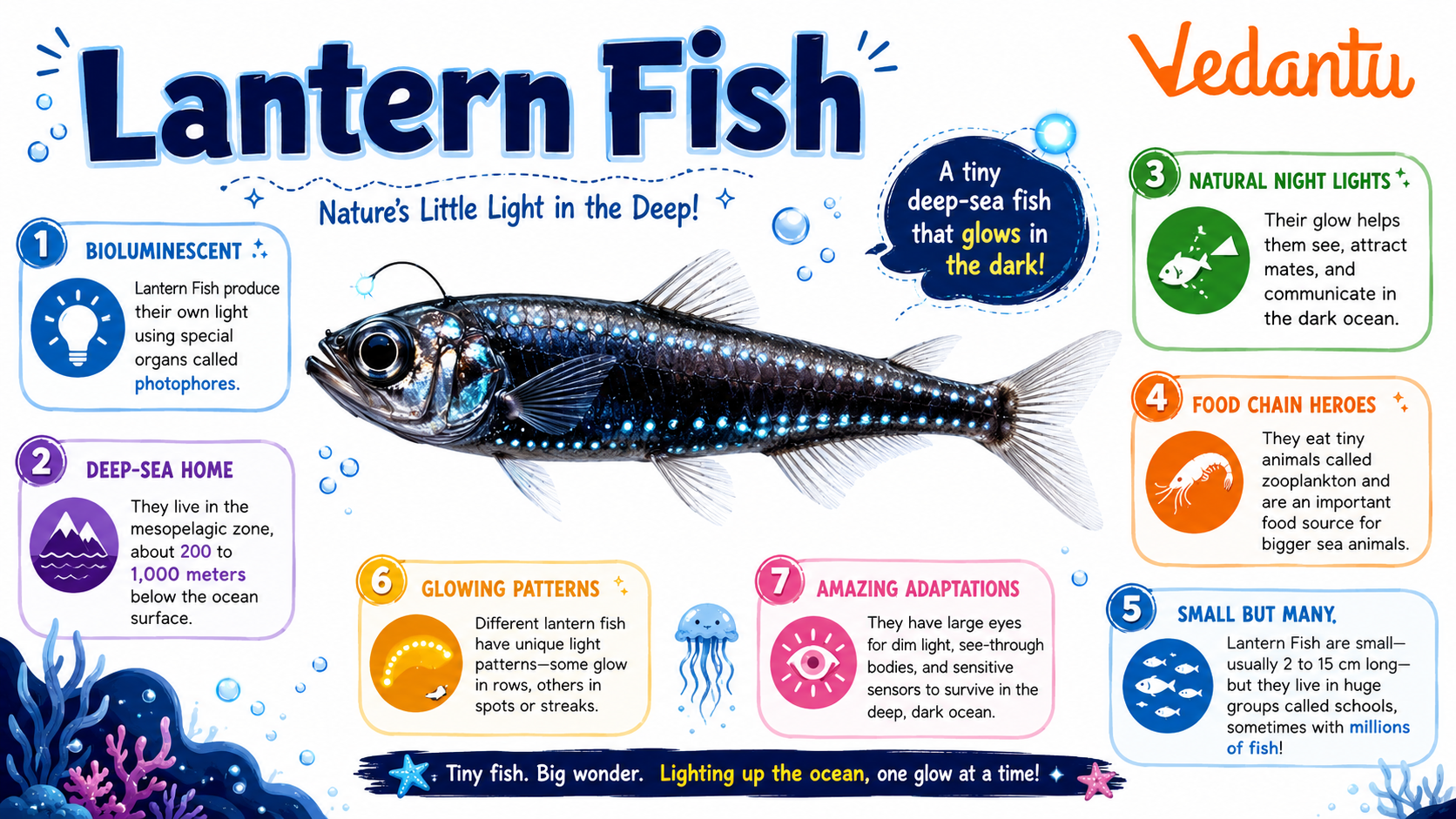 Lantern Fish