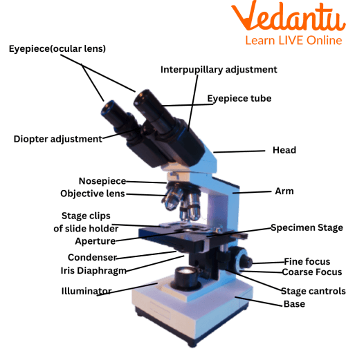 Compound Microscope