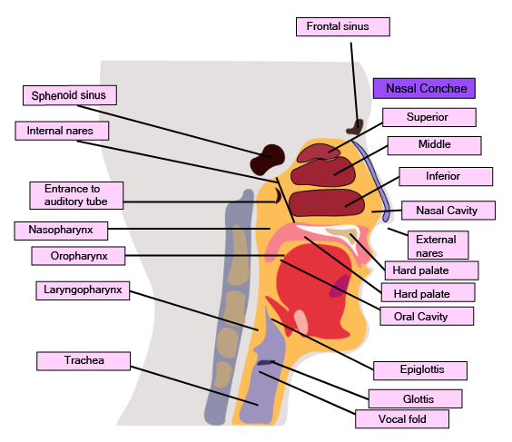 Labeled Diagram of Nasal and Throat Cavity