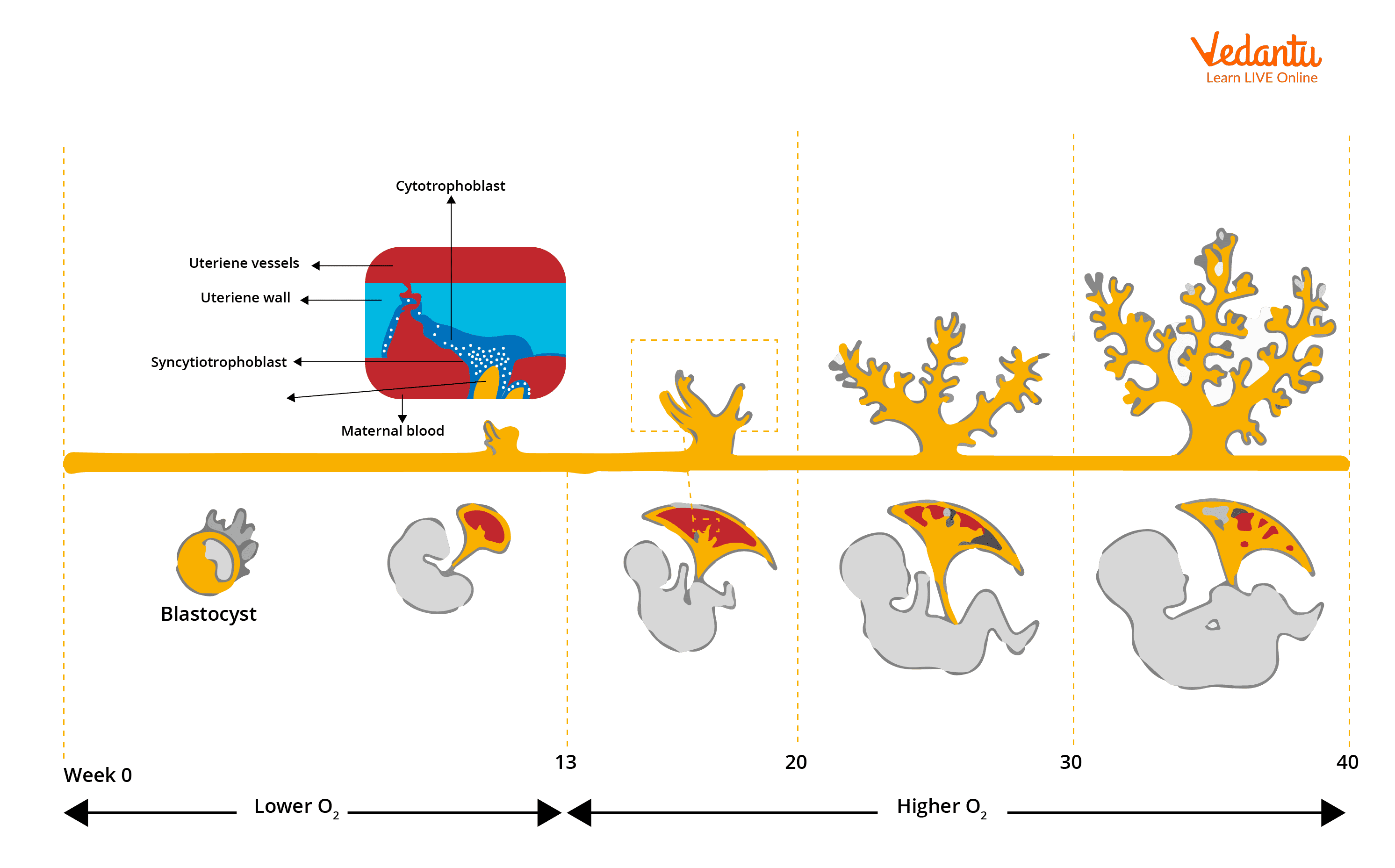 Placental development