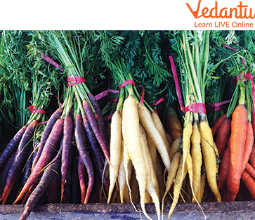 Carrots of Different Varieties and Colours