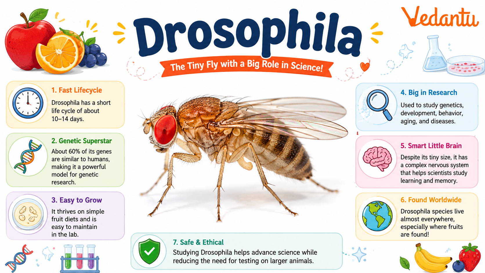 Drosophila fruit fly