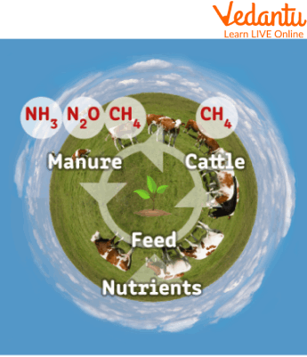 Use of Nitrogen in Plants