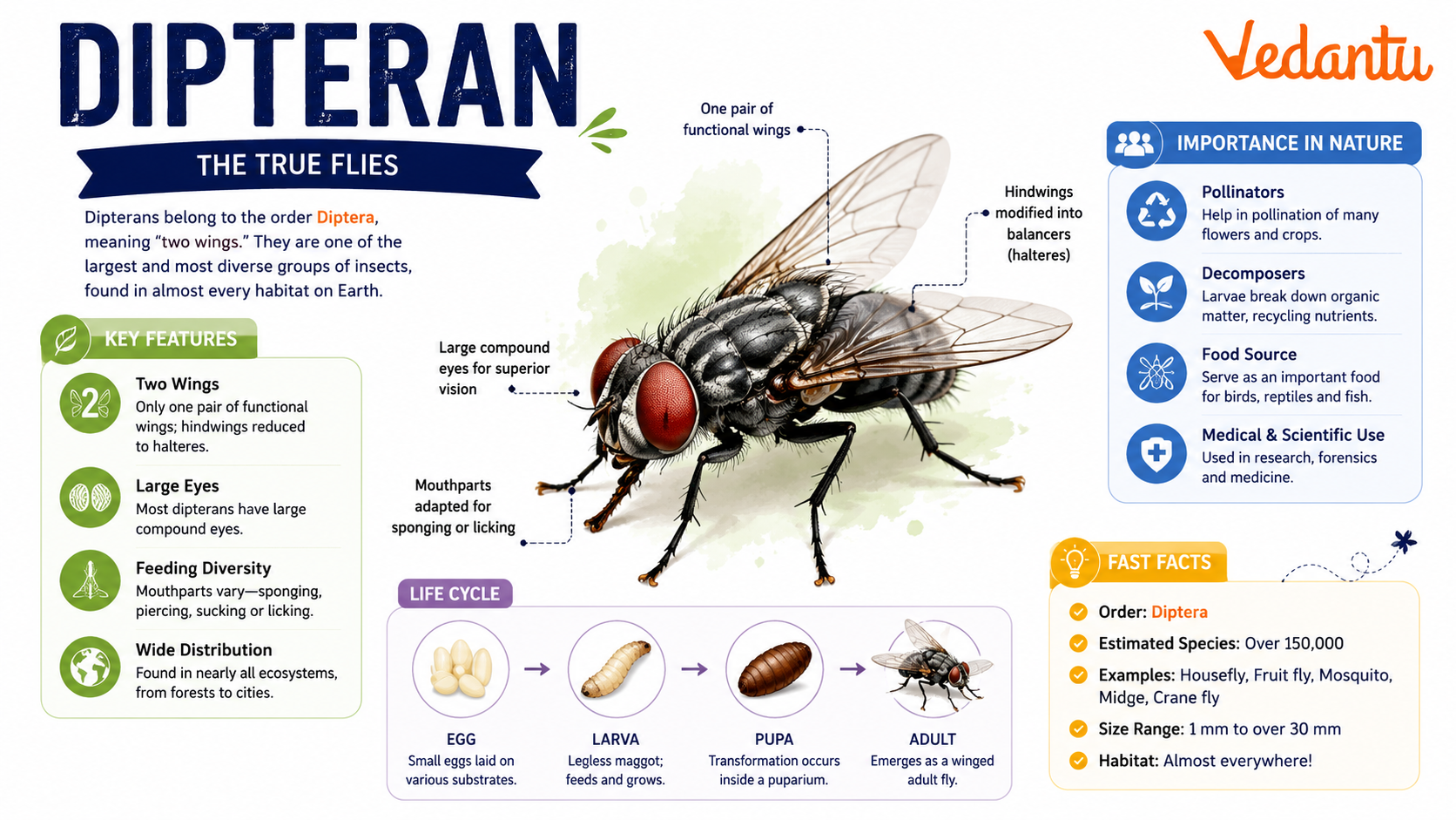 Dipteran insect showing two wings and body structure