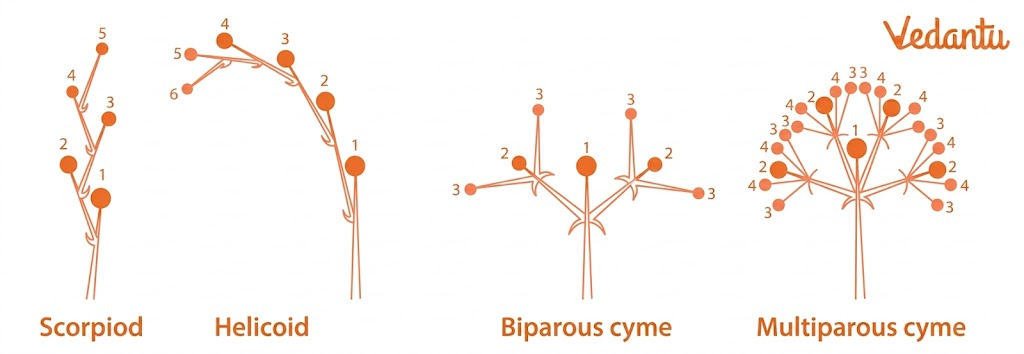 cymose inflorescence diagram