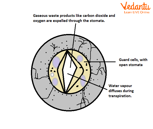 Excretion in Plants Diagram