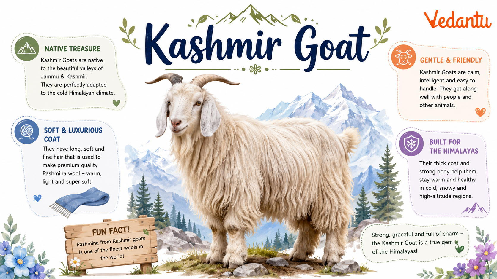 Kashmir Goat standing in mountainous habitat