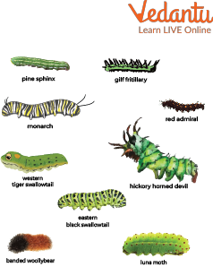 Caterpillar Names with Pictures