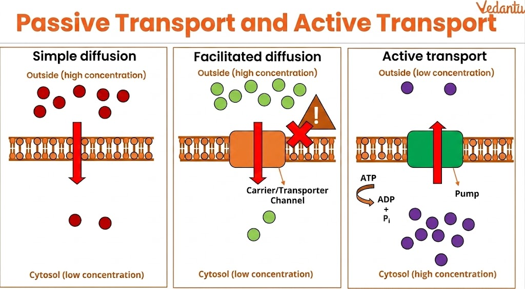 Simple Diffusion vs Active Transport