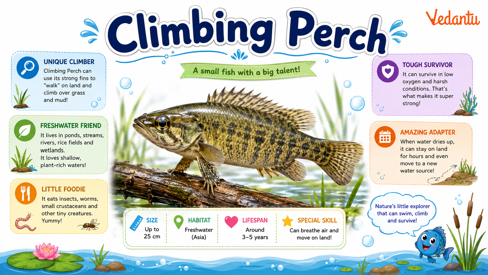 Climbing Perch fish showing its spiny fins and elongated body