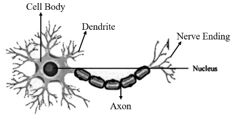 Structure of a Nerve cell
