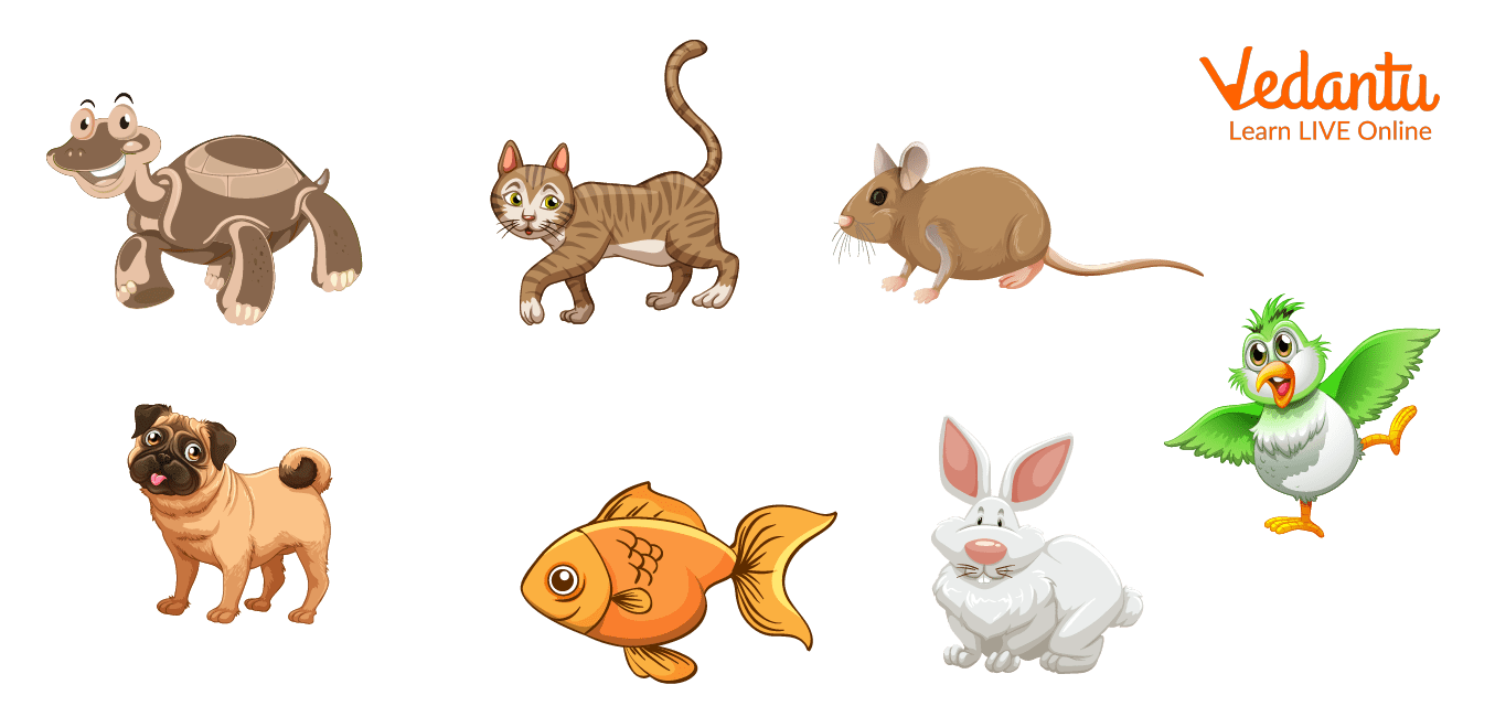 Pet Animals for Kids - English Reading is Fun Now!