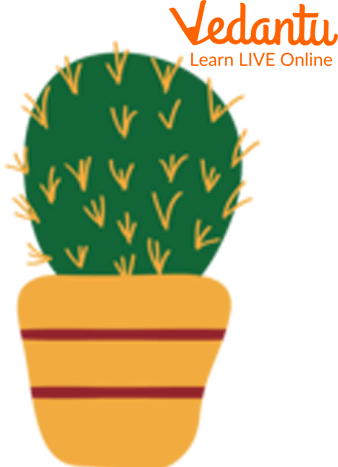 Cactus