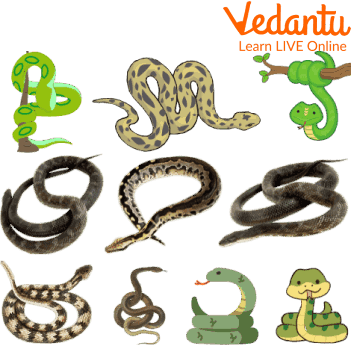 Is A Snake Vertebrate or An Invertebrate | Learn Important Terms and  Concepts