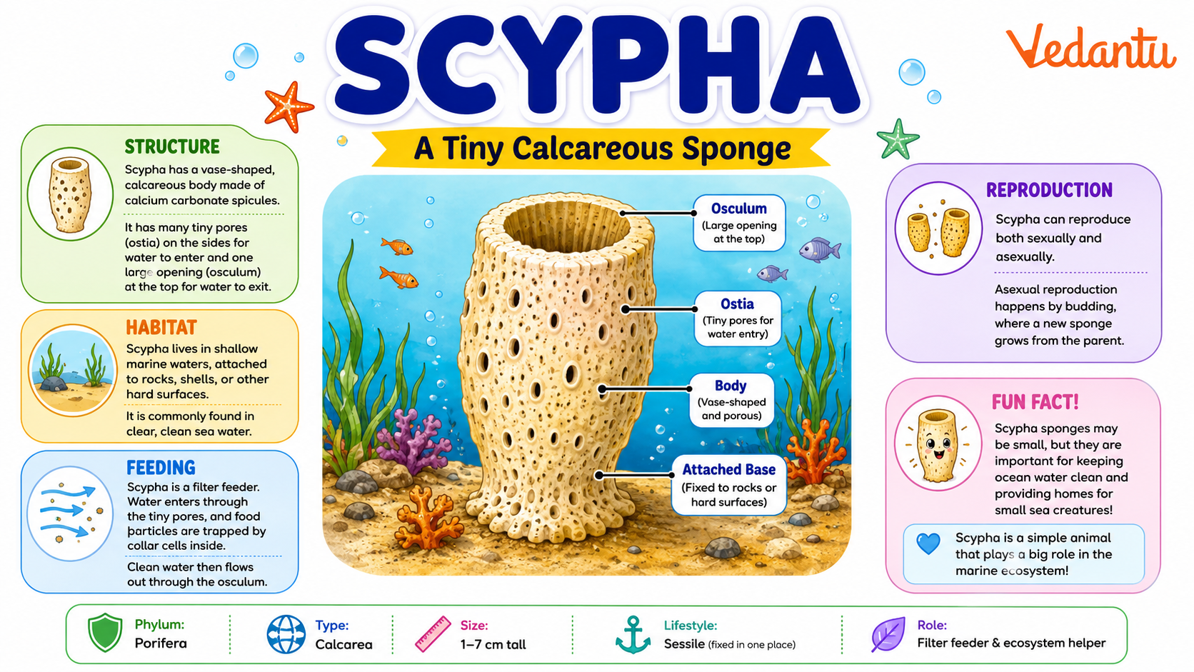 Scypha sponge structure
