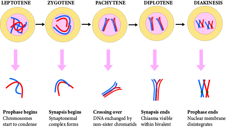 Various stages of Prophase-I of Meiosis in sequence