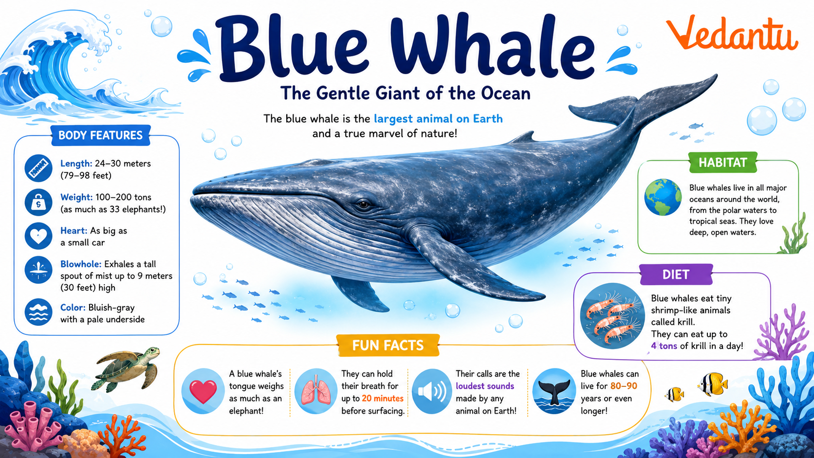 Blue Whale