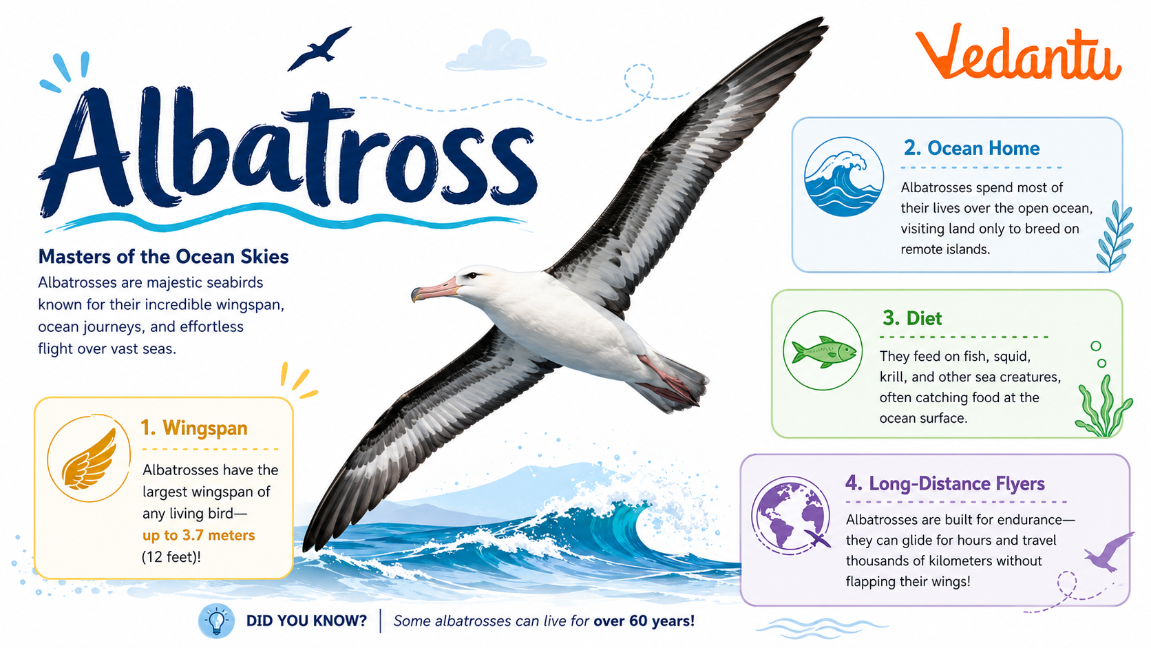 Albatross bird soaring over the ocean