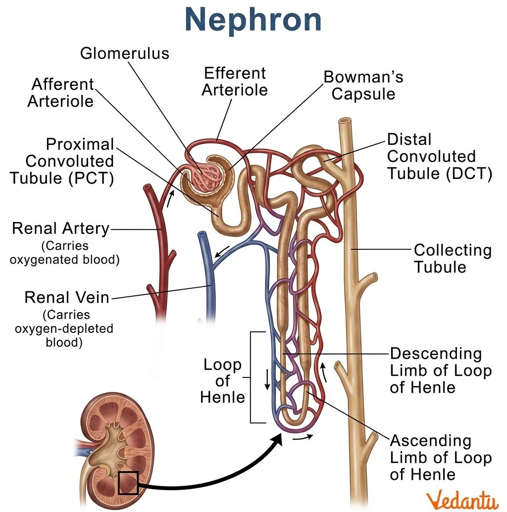 Nephron Diagram