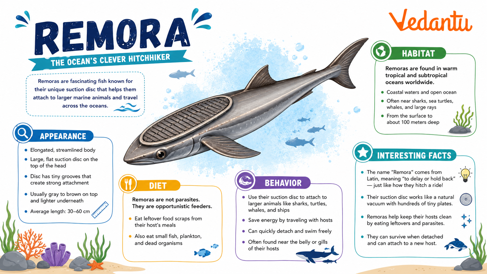 Remora fish attached to a larger marine animal