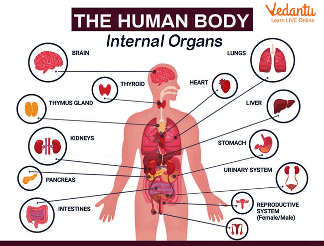 Illustrating the internal organs of a body