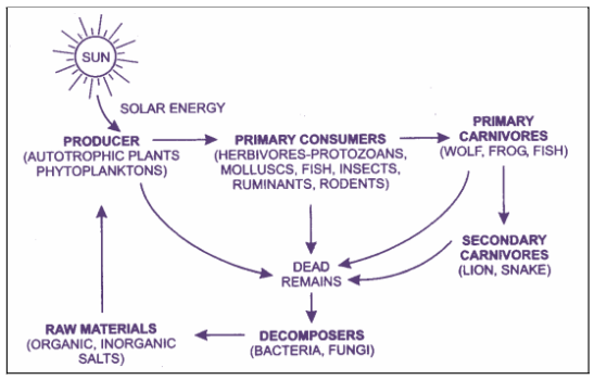 Energy in the Ecosystem