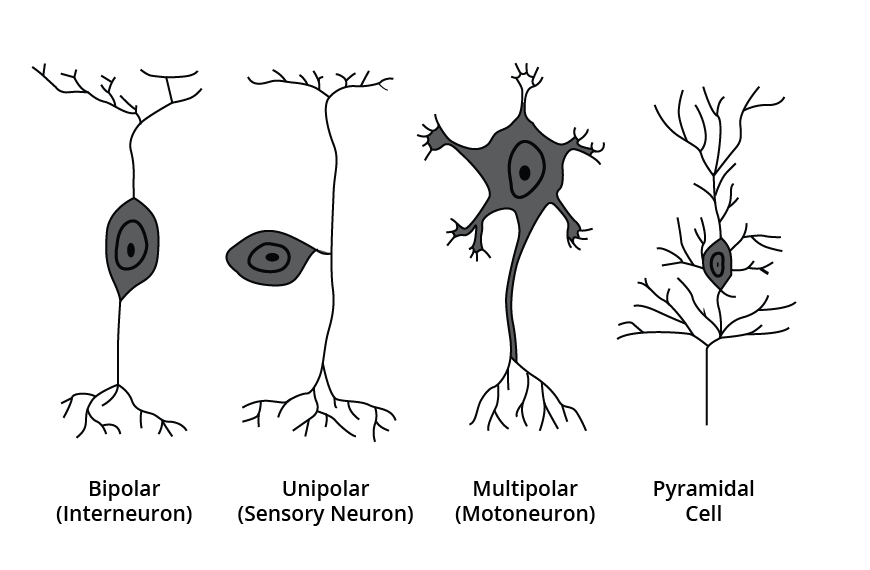 Types of Neuron