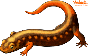 Newts