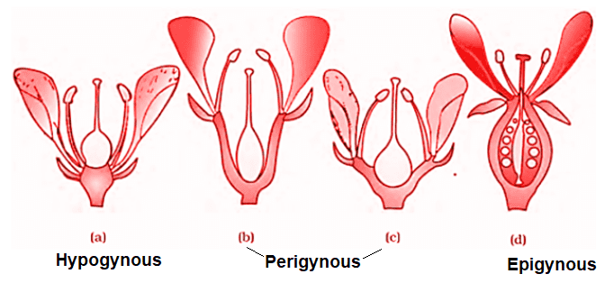 floral parts on thalamus