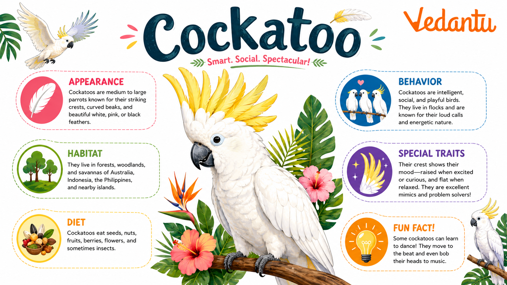 Cockatoo bird with crest feathers