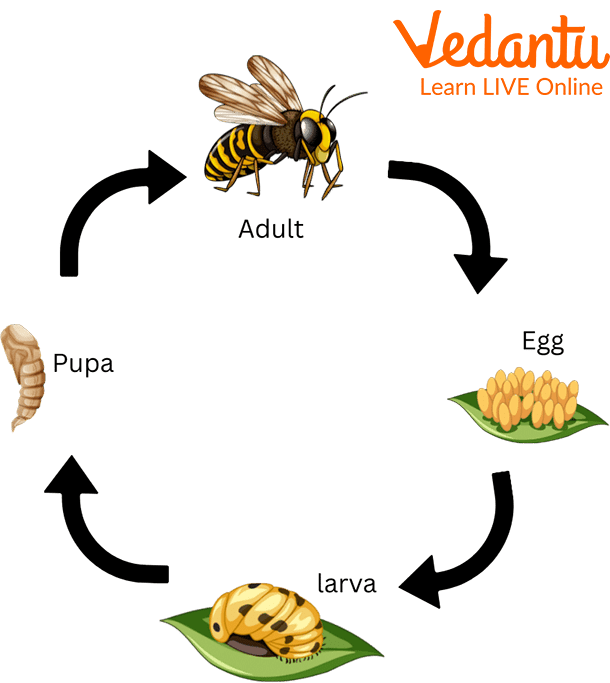 Life Cycle of a Wasp