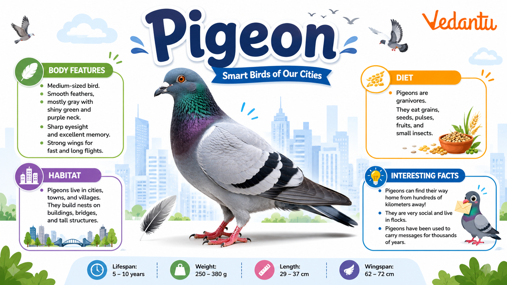 Pigeon bird standing with grey feathers and red feet