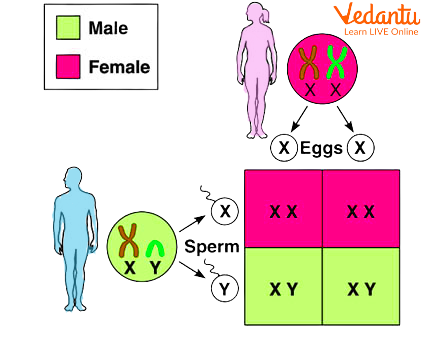 Sex Determination â€“ Role of X and Y Chromosomes