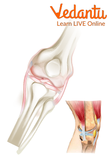 Ligaments in Joints