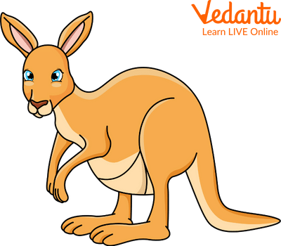 Kangaroo