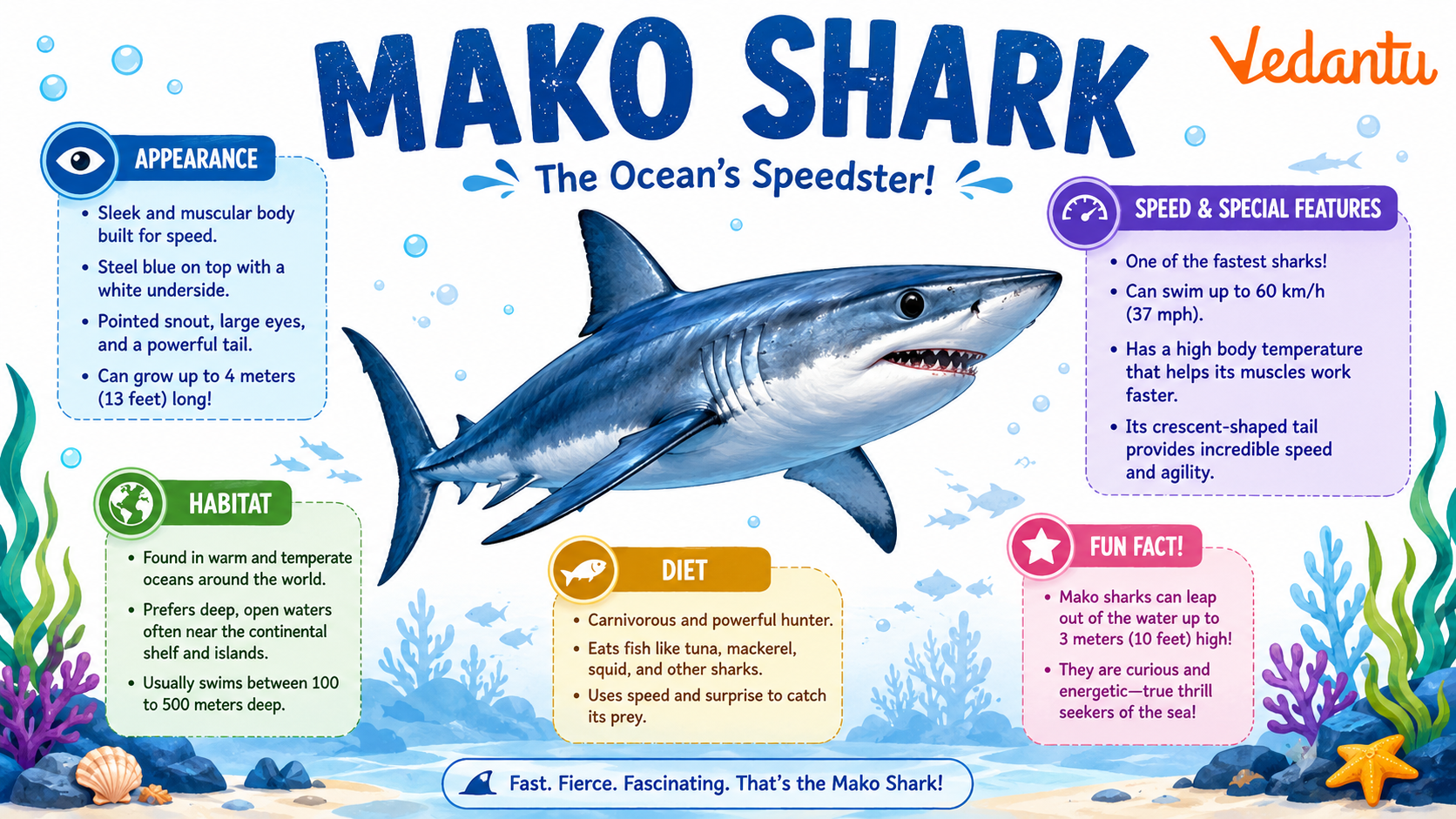 Mako Shark swimming in the ocean