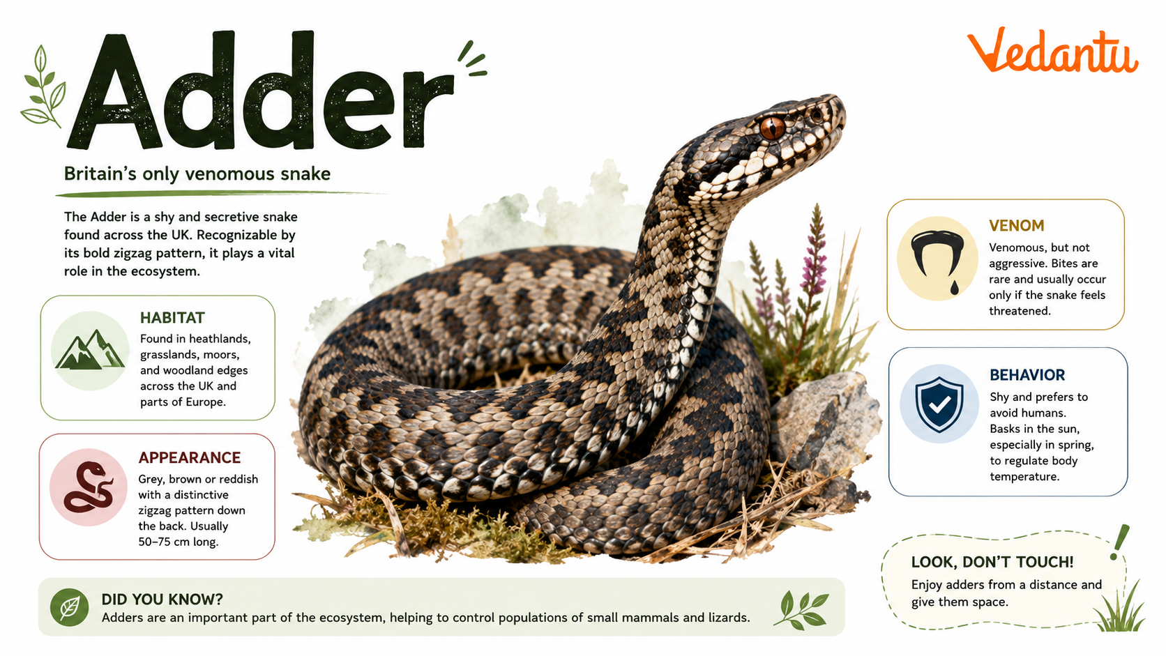 Adder Snake Facts Habitat Identification Guide