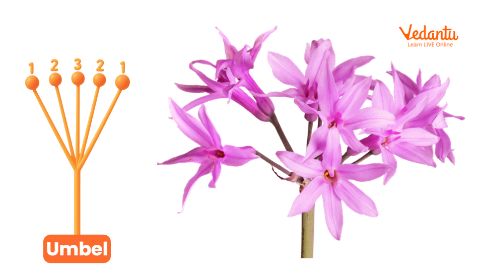 Umbel